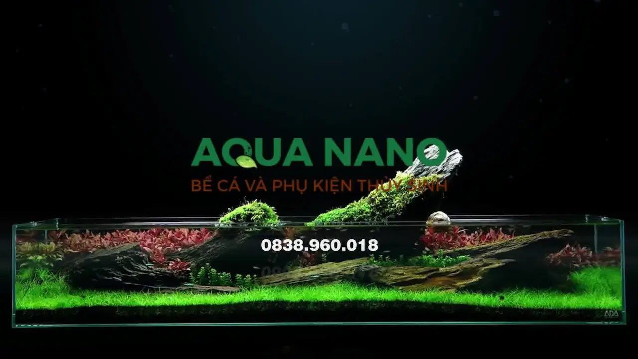 Aqua Nano 1 Shop Chuyên Cung Cấp Bể Cá Và Phụ Kiện Thủy Sinh Chất Lượng Giá Cạnh Tranh, Setup Tư Vấn Bể Thủy Sinh Phòng Khách, Để Bàn Phong Thuỷ